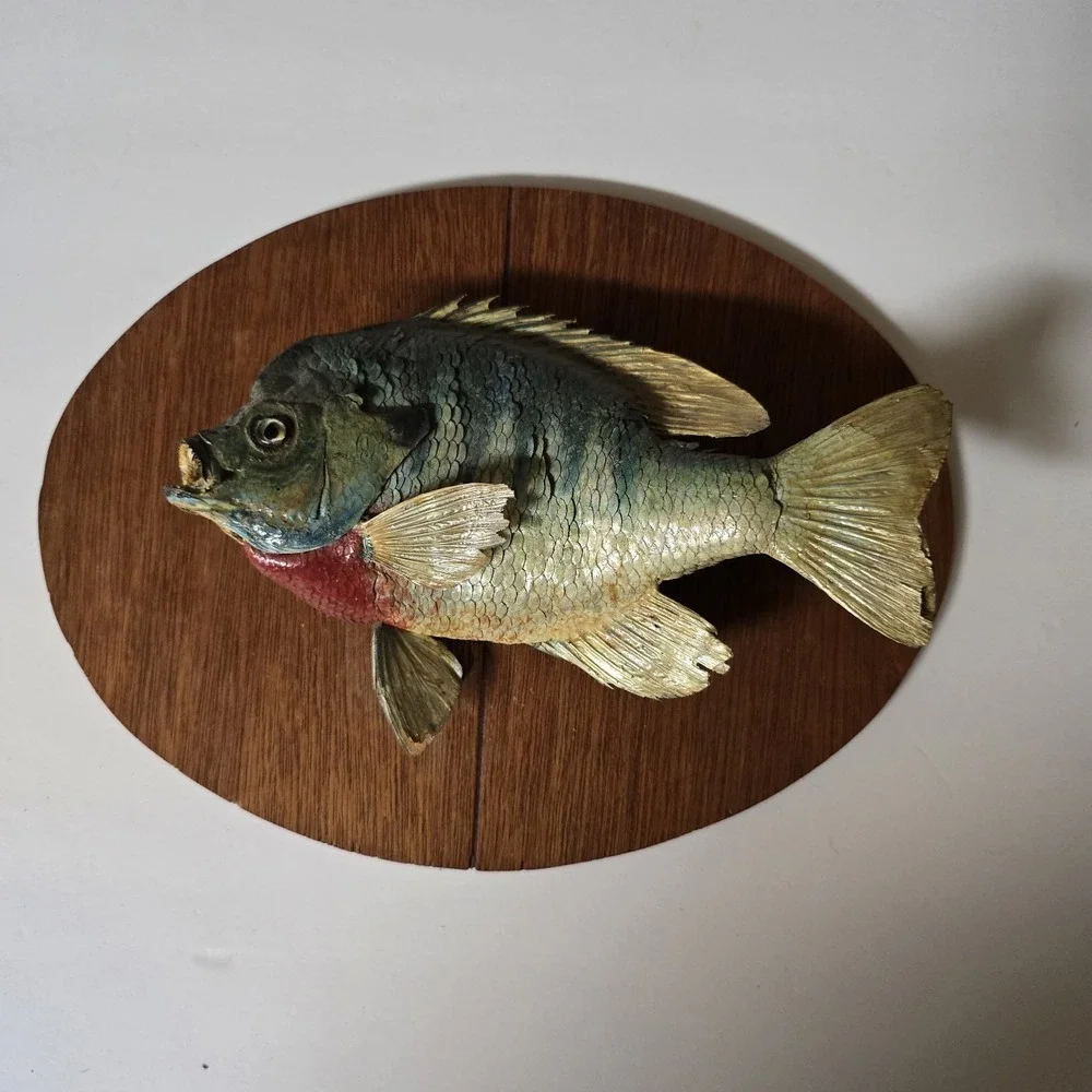 Big Vtg bluegill  skin mount taxidermy fish home office cabin wildlife art decor